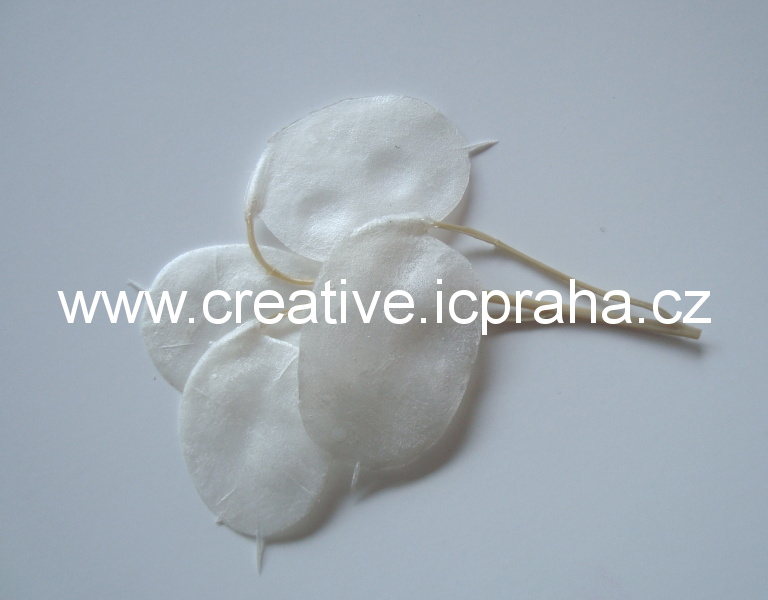 Penízky - Lunaria